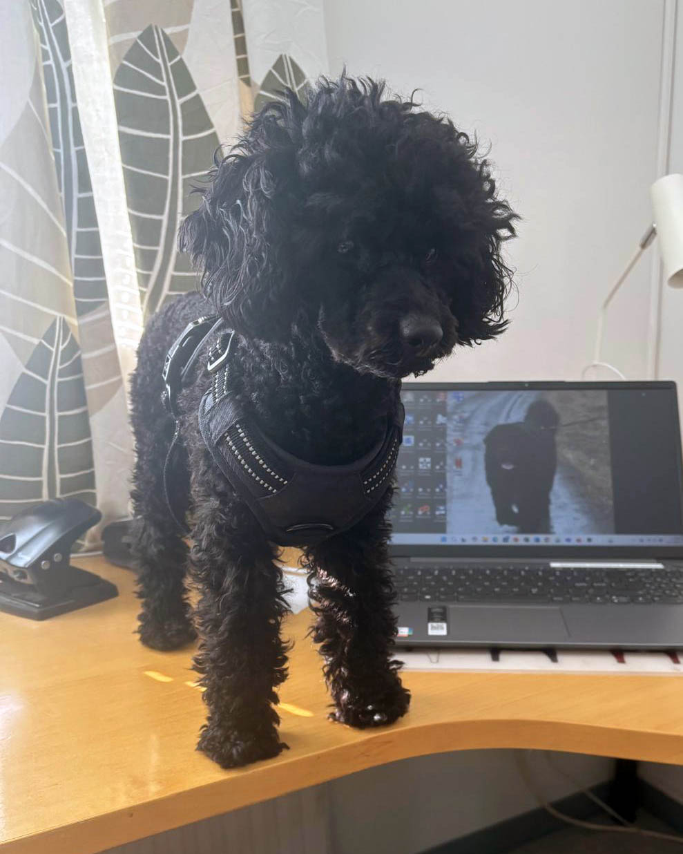 Viherlaaksossa on yhteiset arvot